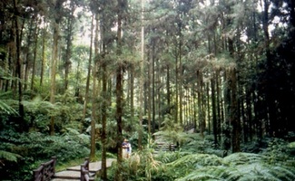 溪頭森林遊樂區